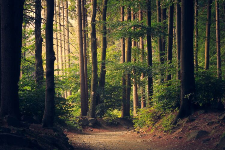 Giornata dell’Albero: il verde da riscoprire