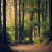 Giornata dell’Albero: il verde da riscoprire