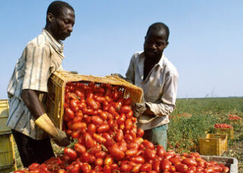 braccianti stranieri sfruttati nei campi